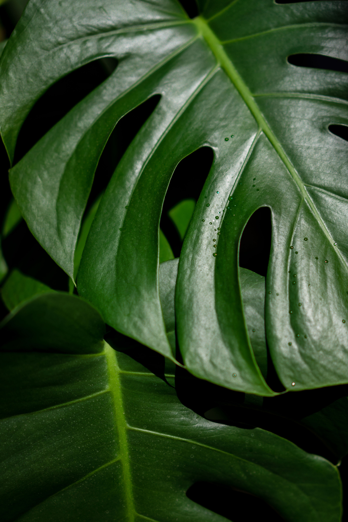 Big green leaf of tropical plant