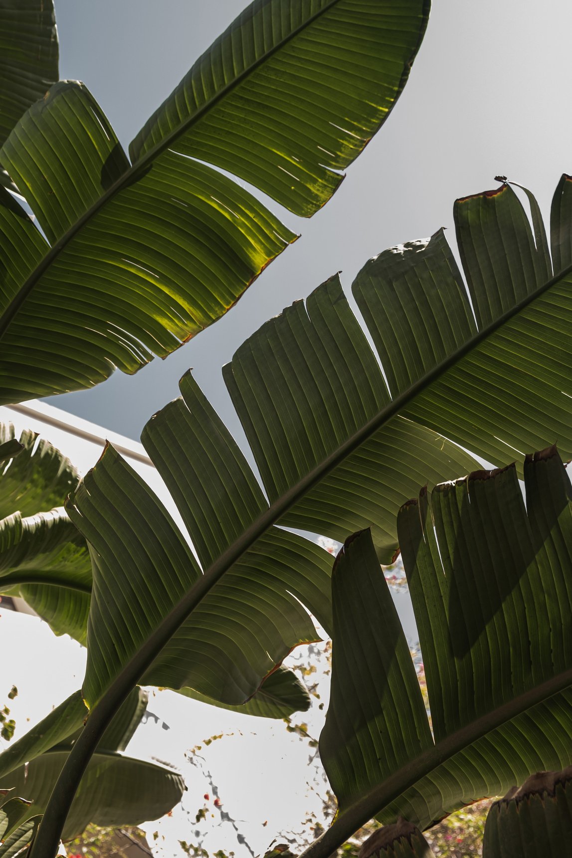 Tropical Plants Outdoors