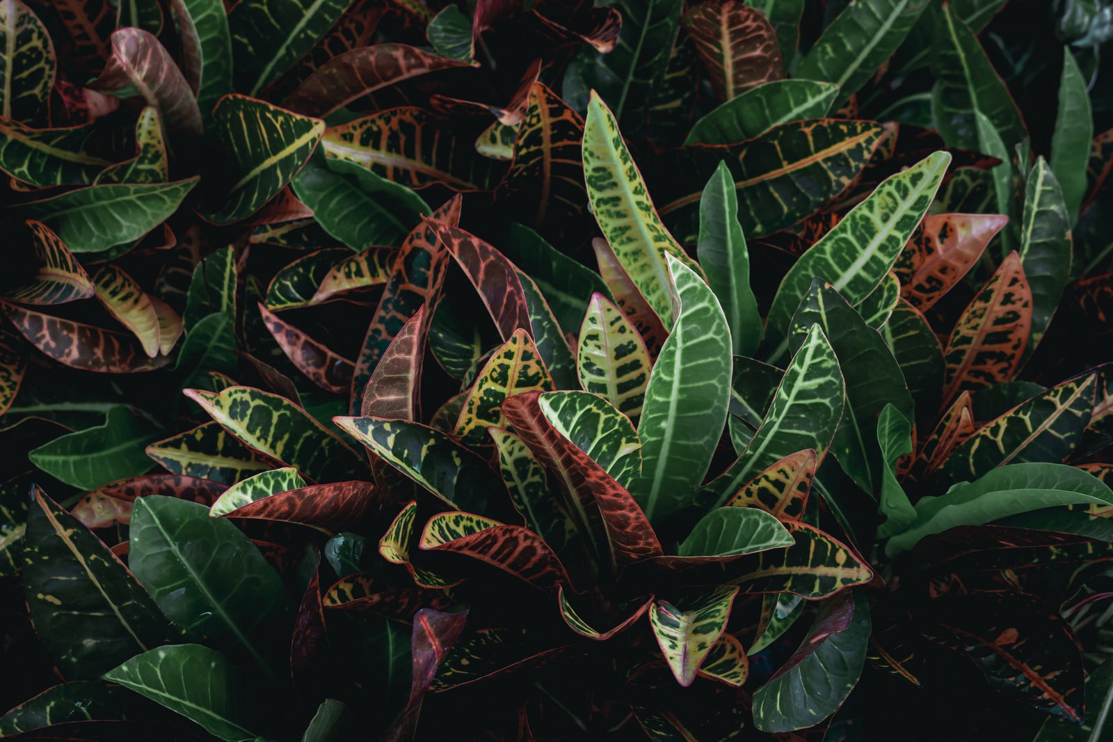 Green and purple leaves for background